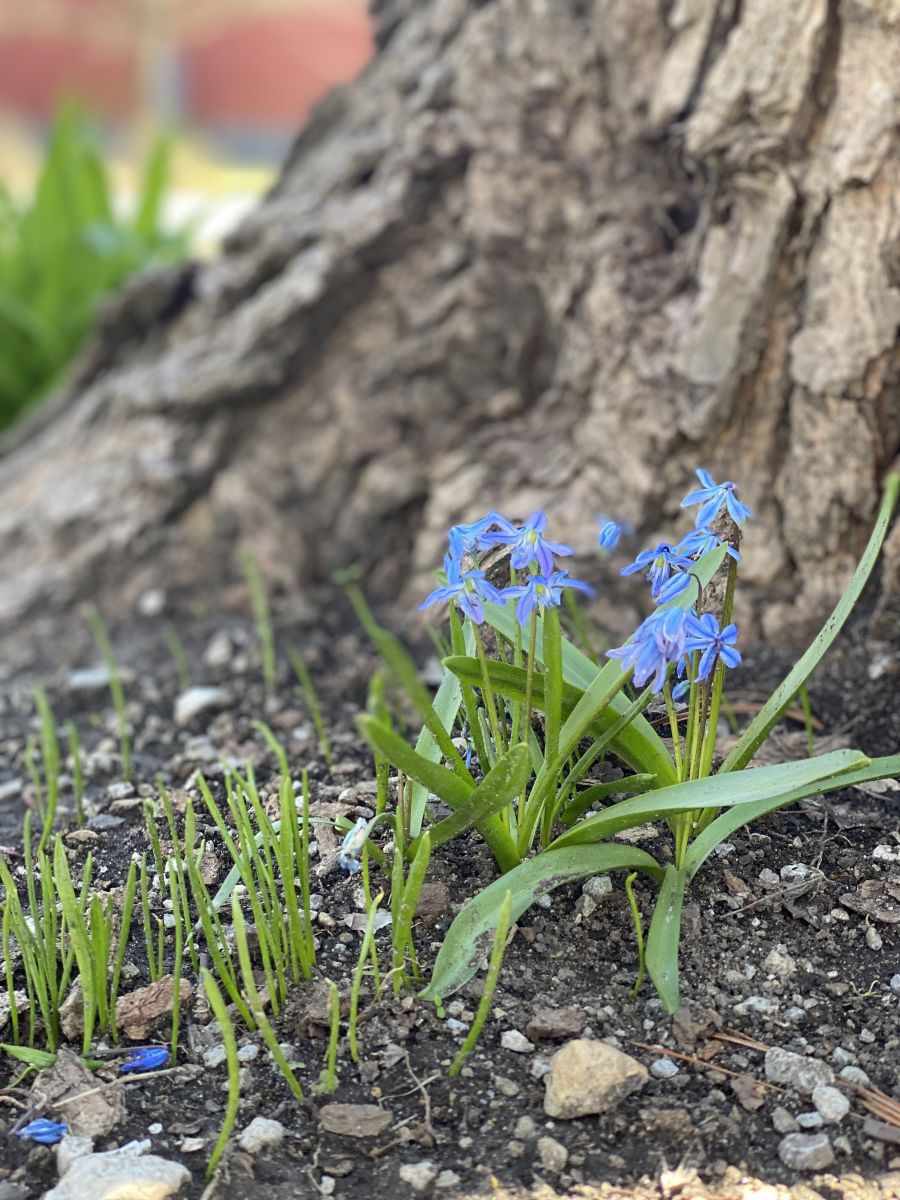 spring blooms